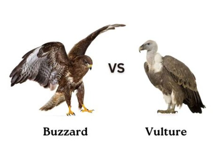 Buzzard vs Vulture: Unveiling the Differences and Similarities