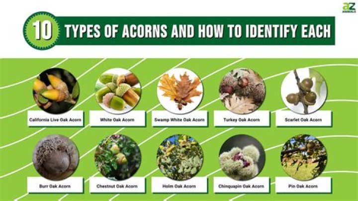 How to Effectively Contact Acorns: A Comprehensive Guide